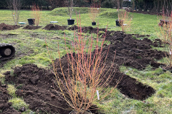 Planting-06